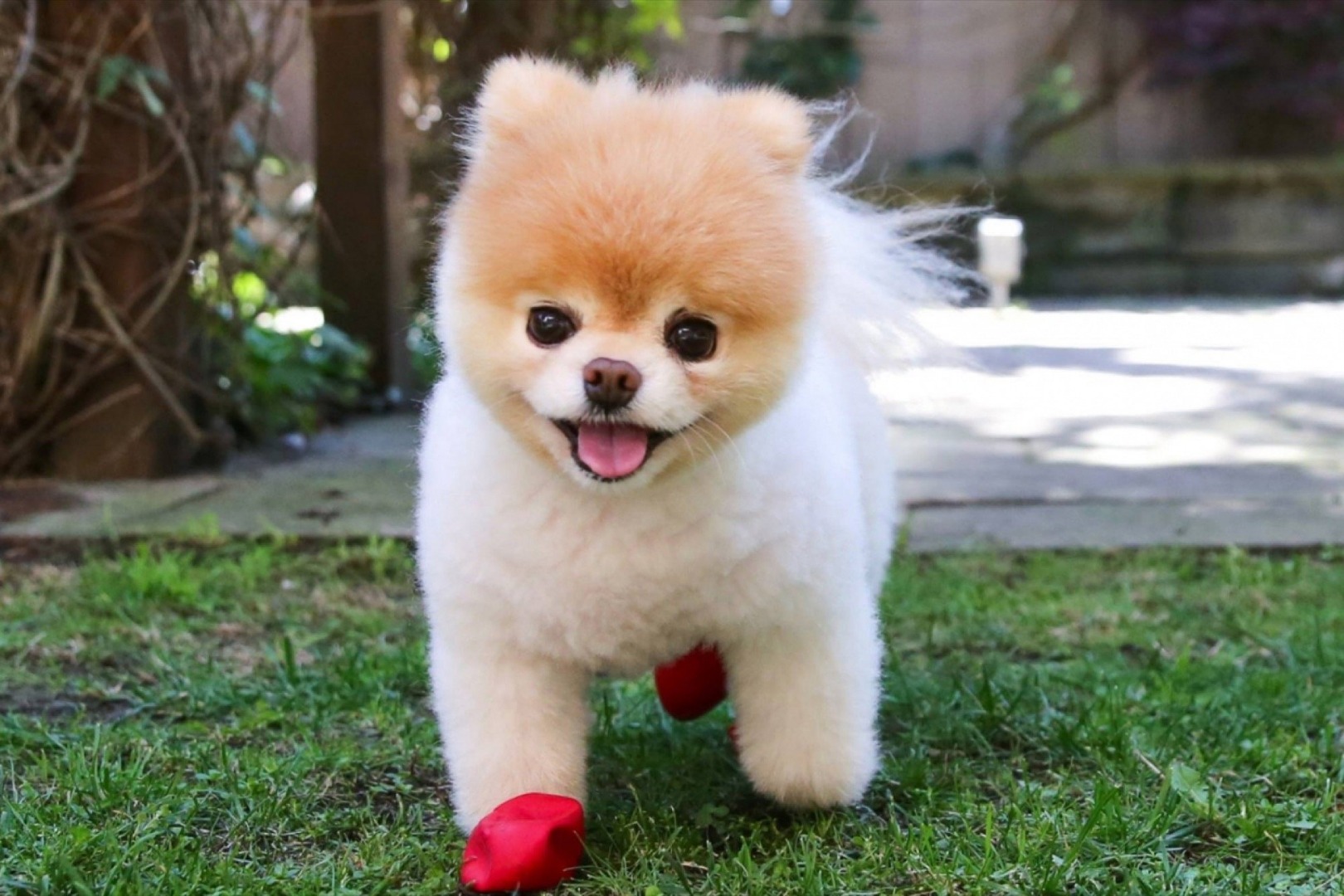 boo world's cutest dog died