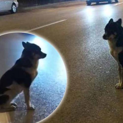Dog Waits Three Months For Dead Owner To Return