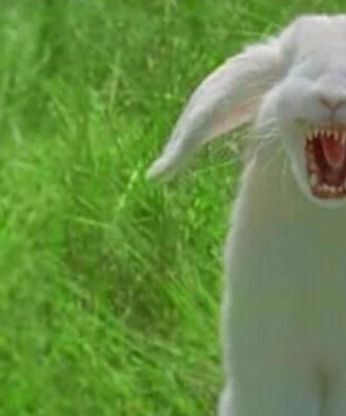 meet the cute vegan bunny that is