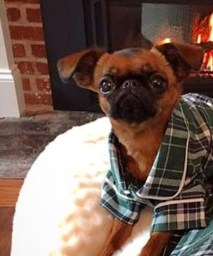 You Can Legit Buy Matching Christmas Pjs For You Your Dog