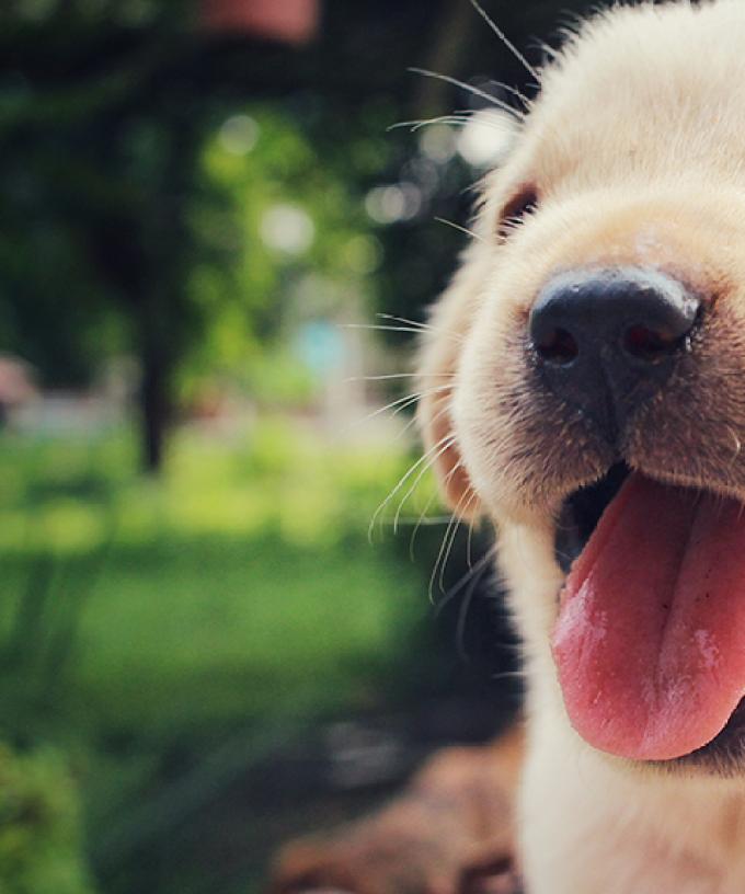 You Can Adopt A Pet For 29 This Weekend