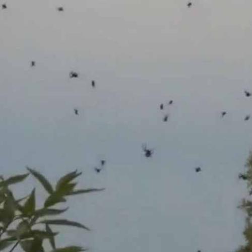 Spiders Appear To Rain Down In Brazil