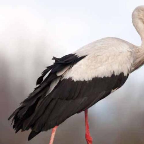 This Stork Racked Up A $3000 Bill On Researchers' Phone