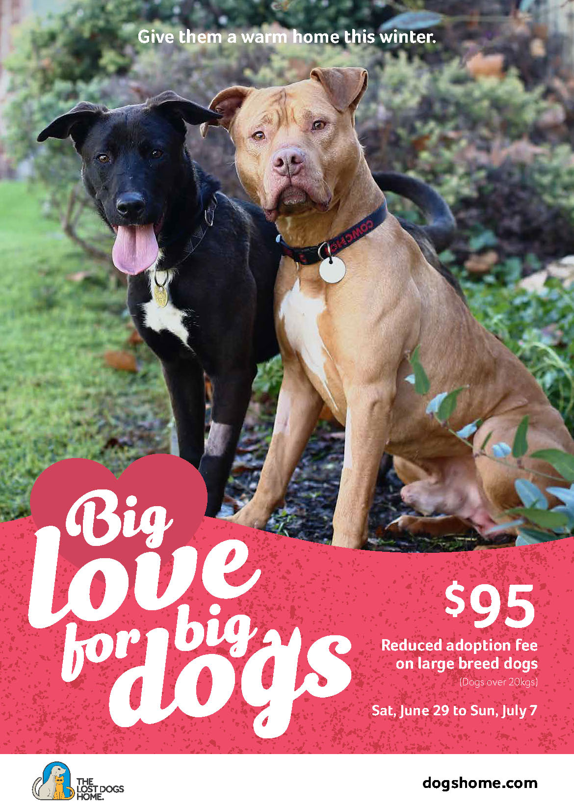 Contact Cranbourne Animal Shelter Lost Dogs Home