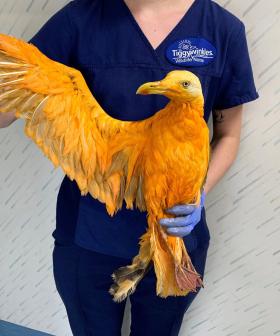 'Exotic' Bird Turns Out To Just Be Seagull Covered In Curry