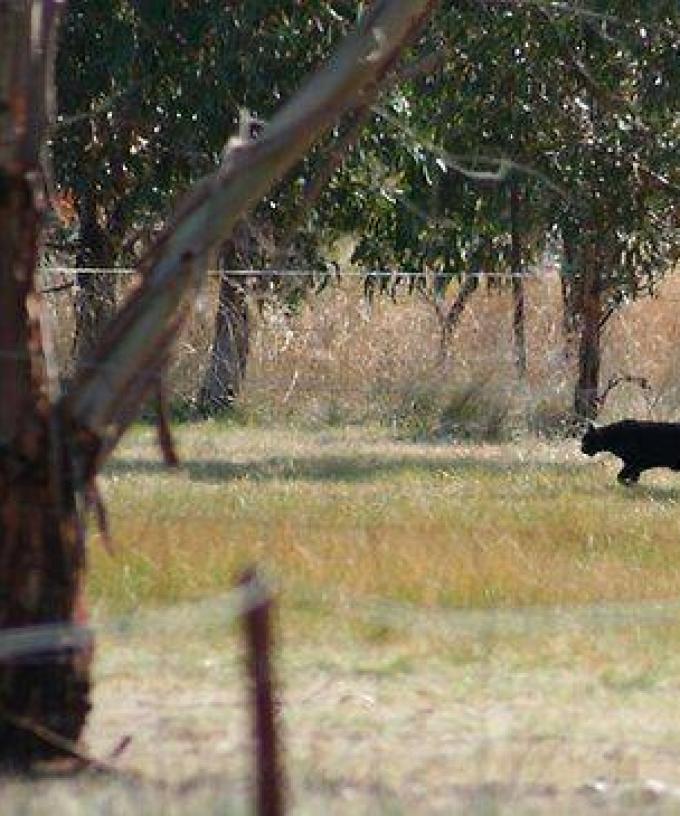 there s been a black panther sighting in the otway ranges