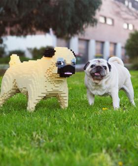 Melbourne Dog Lovers, You Can Get A Free Lifesize LEGO Replica Of Your Pooch