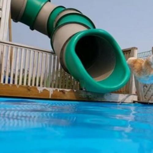 This Corgi On A Waterslide Has Us Longing For Summer