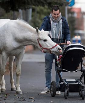 Meet Jenny, The Horse That Takes A Daily Stroll Through The City Each Morning