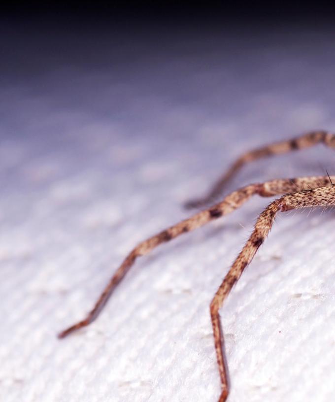 This is How Many Spiders You Swallow When You Sleep