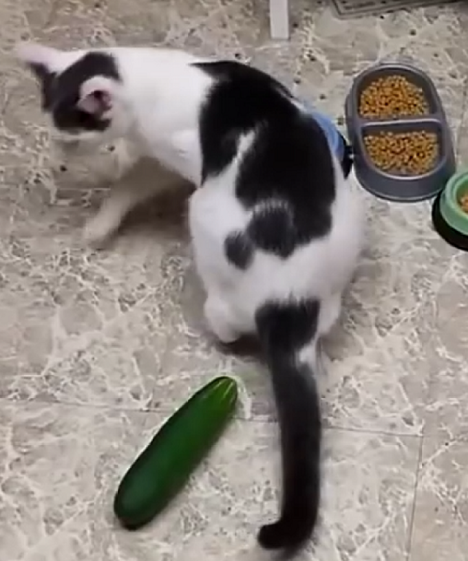 Cats Scared Of Cucumbers Is The Most Hilarious Thing Ever