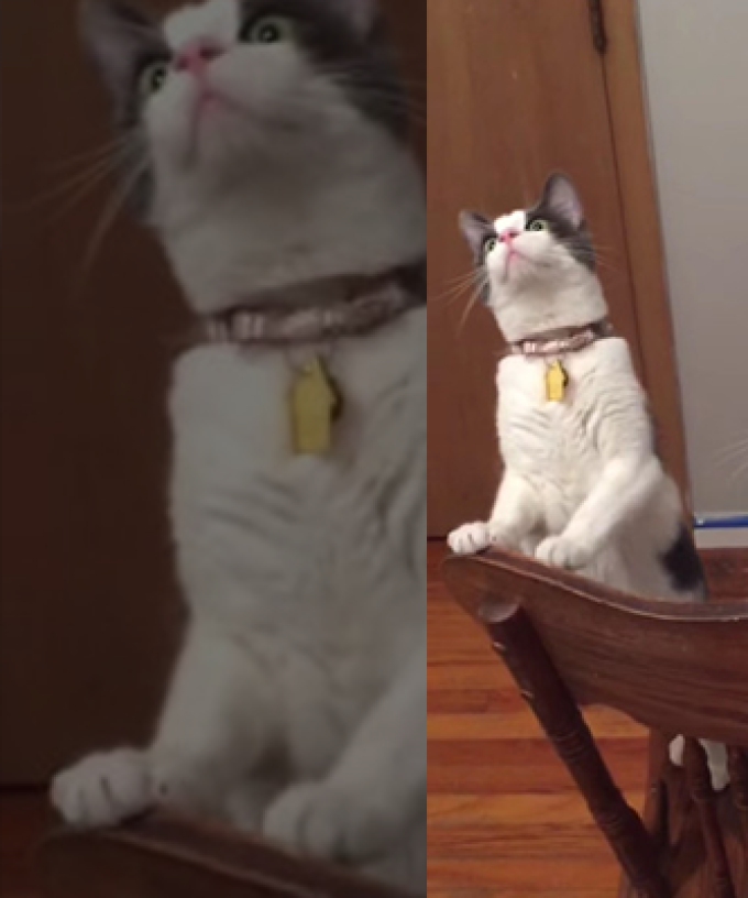 These Two Cats Reacting To A Ceiling Fan Is Hilarious