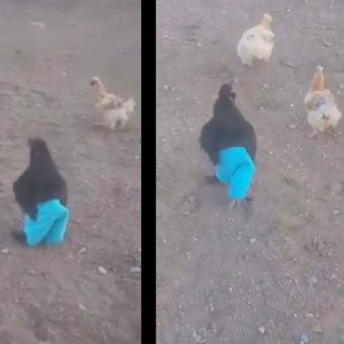 Charlie The Chicken Jogging In His New Pants Is Hilarious