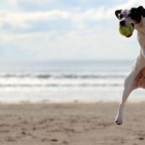 The Top Seven Beaches For Dogs In Melbourne