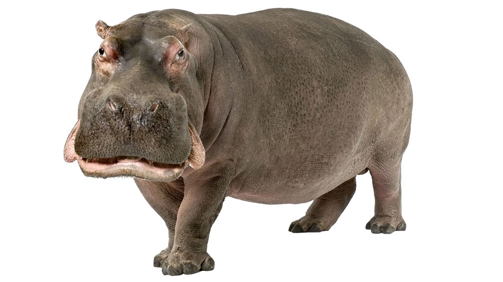 Hippo Chases Down Speedboat