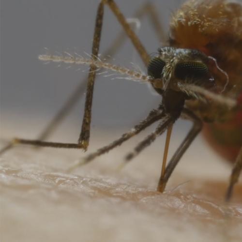 Enjoy This Zoomed-In Look Of How Mosquitos Suck Your Blood