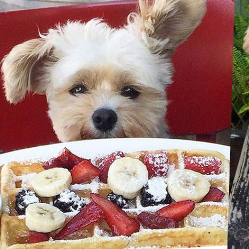 Meet Popeye, The Puppy Who Won Instagram