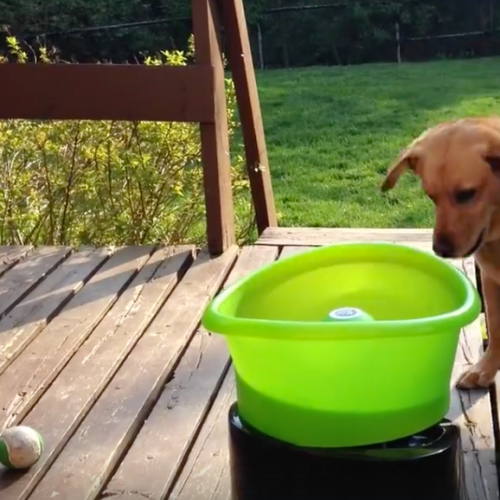 Excitable Dog Doesn't Need Humans To Play Fetch