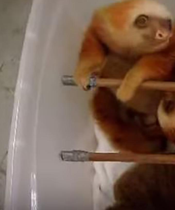 Baby Sloths Being Bathed Is The Cutest Thing Ever