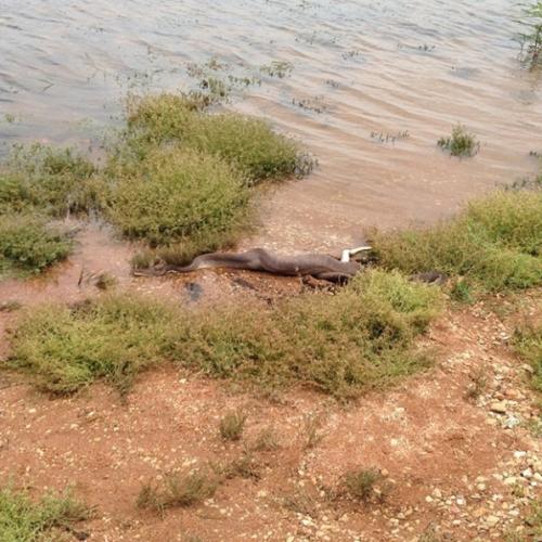 Water Python Eats Crocodile