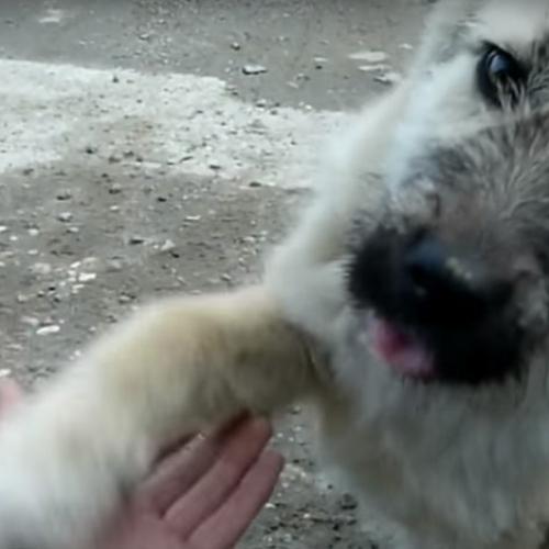Stray Dog Shakes Rescuers Hand On Busy Road