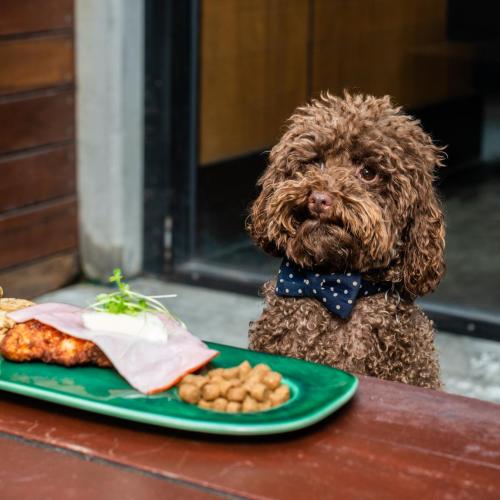 A Pub In Melbourne Is Dishing Up $5 Parmas For Your Dogs!