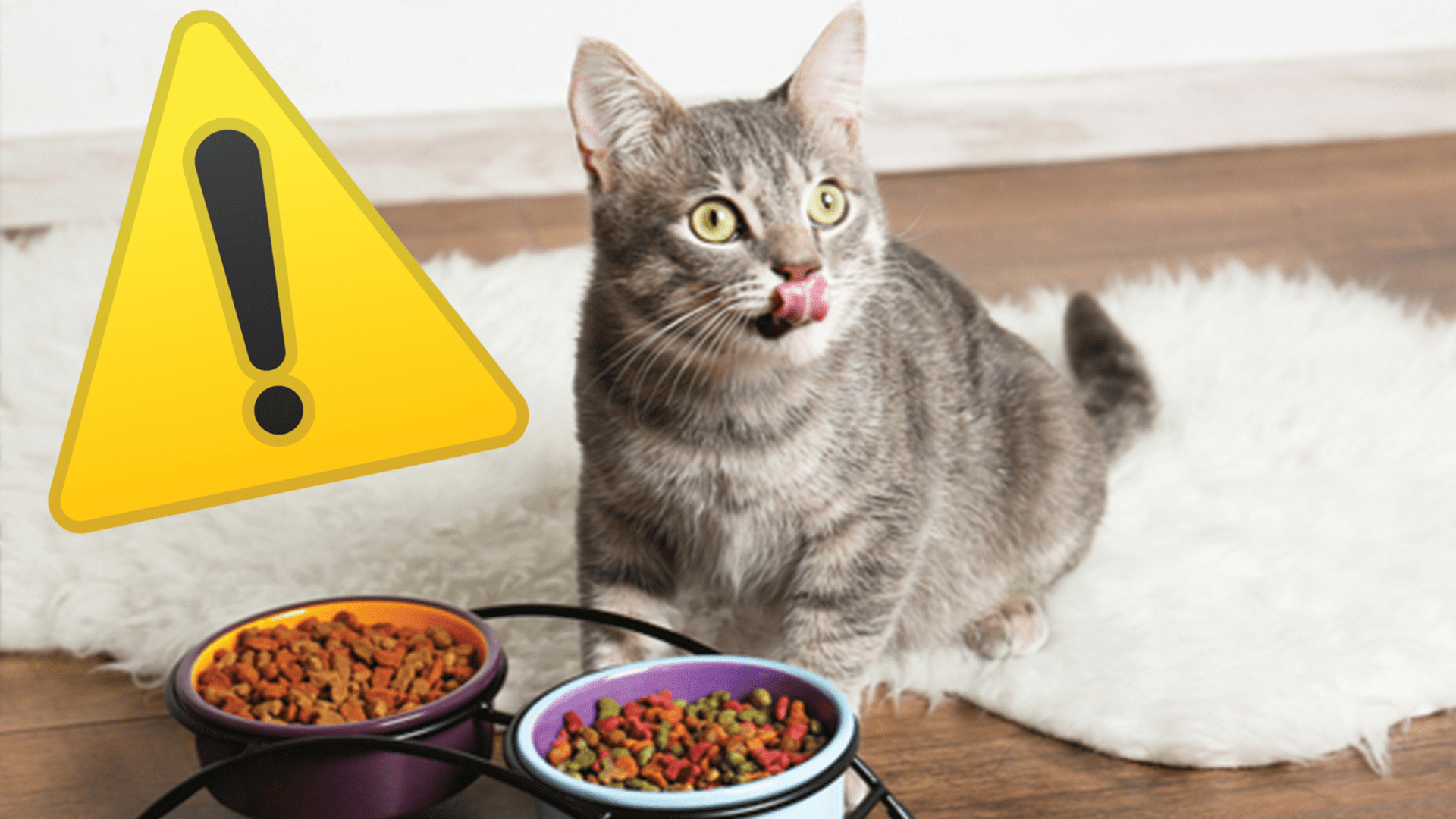 Cat Owners Warned Over Their Feeding Behavior That Could Lead To