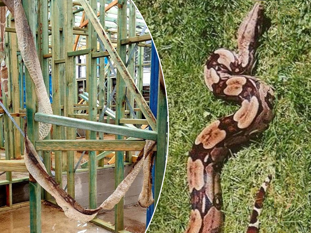 adult boa constrictor