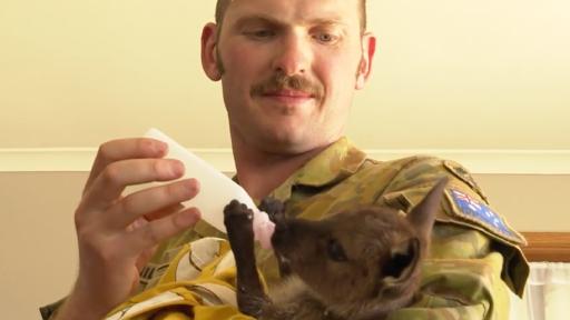 Aussie Soldiers Show Their Softer Side By Treating Bushfire-Affected Wildlife
