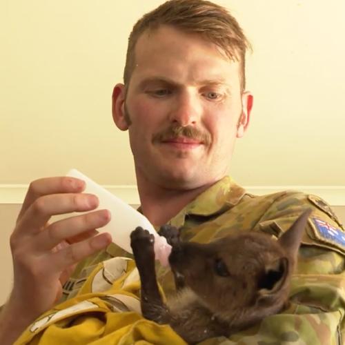 Aussie Soldiers Show Their Softer Side By Treating Bushfire-Affected Wildlife