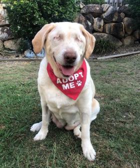 Blind Queensland Lab Named Dumpling is Looking for a New Home