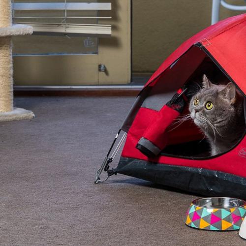You Can Now Buy Camping Tents For Your Cat So They Can Be Even More Spoilt