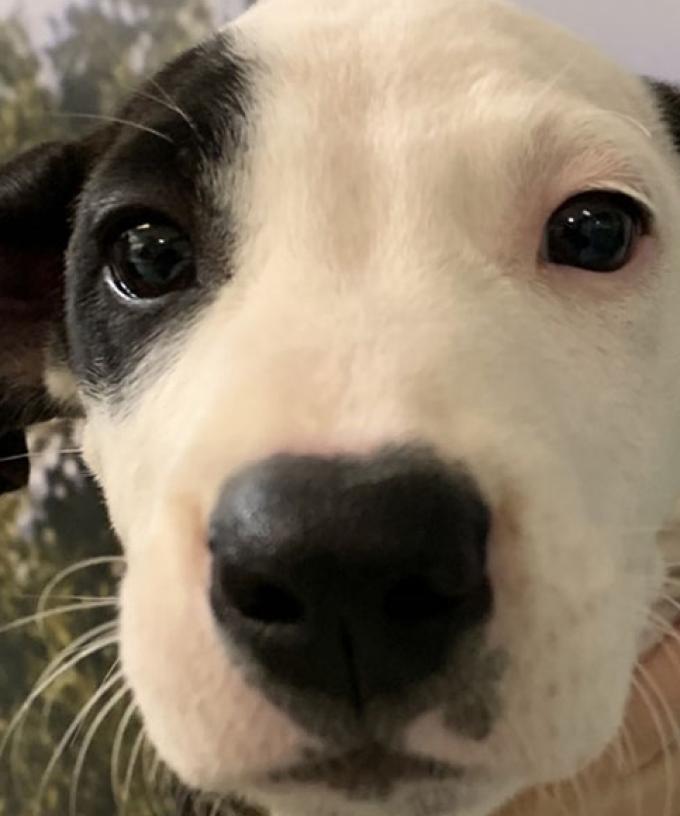 Looking For A New Best Mate Rspca S 29 Adoption Drive Is Back