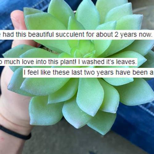 Aussie Woman Dedicates Years To Succulent Before Discovering The Awful Truth