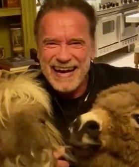 The Internet Is Loving This Video Of Arnold Schwarzenegger Self-Isolating With His Pet Donkey & Pony