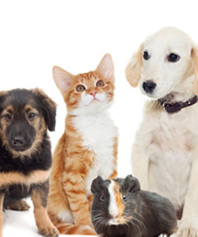 Coronavirus Self Isolation Perfect Time To Adopt Says Rspca The Lost Dogs Home Leader