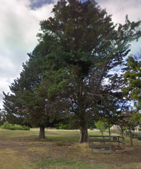 Woman Found Stuck Up A 15-Metre High Tree In Melbourne's South-East