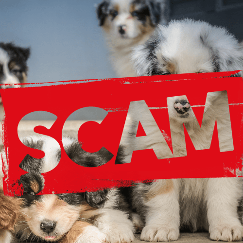 $700K LOST: The Puppy Scam That Is Occurring Across Australia As People Look To Isolate With Furry Friends