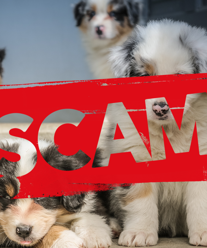 $700K LOST: The Puppy Scam That Is Occurring Across Australia As People  Look To Isolate With Furry Friends