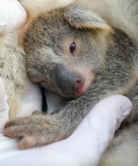 Meet Ash, The First Baby Koala Born Following The Devastating Australian Bushfires