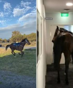 Horses Bolt From Stables, One Of Which Ends Up In Office