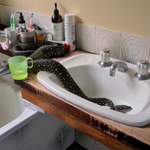 Family Finds Massive Diamond Python In Their Bathroom Sink