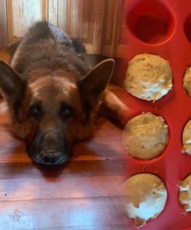 This Pet Owner Made Pupcakes For Her Dog’s Birthday In Her Air Fryer