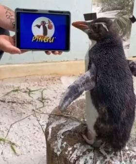 Perth Zoo Penguin 'Pierre' Has Been Binge-Watching Pingu!