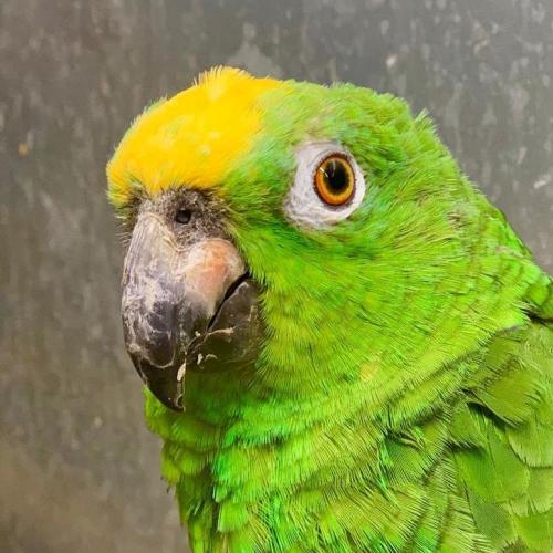 This Parrot Singing Beyonce Songs Flawlessly Will Brighten Your 2020