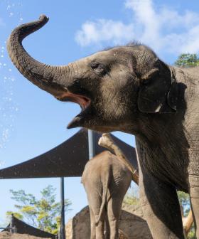 Three-Year-Old Elephant Dies At Sydney's Taronga Zoo