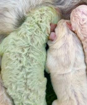 Adorable Puppy Born With Rare Green Fur Is Appropriately Named 'Pistachio'