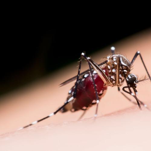 Doctors Release Warning As Mosquito-Borne Virus Cases Increase
