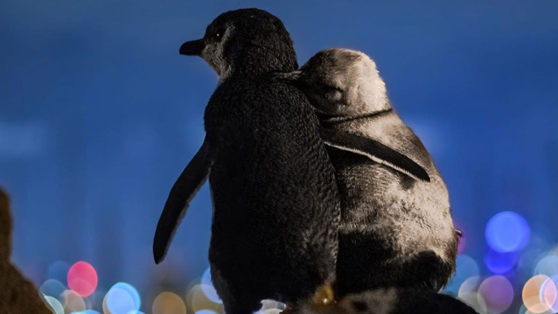 St Kilda Penguin Viewing Is Finally Back This Friday