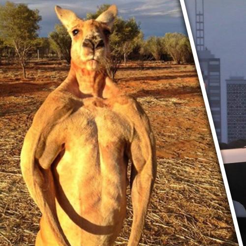 Christian Almost Landed Himself In A Fight With A Kangaroo On A Road Trip To Adelaide
